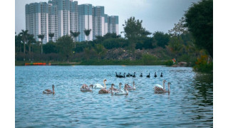 Người Hà Nội đổ xô đến Ecopark ngắm thiên nga, chèo thuyền Kayak